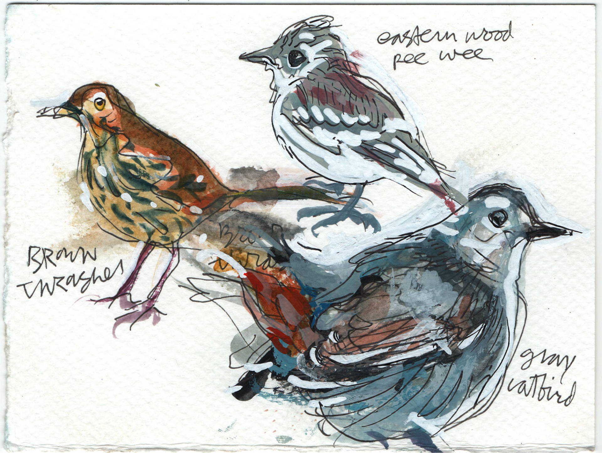 Some bird gouaches from ’23