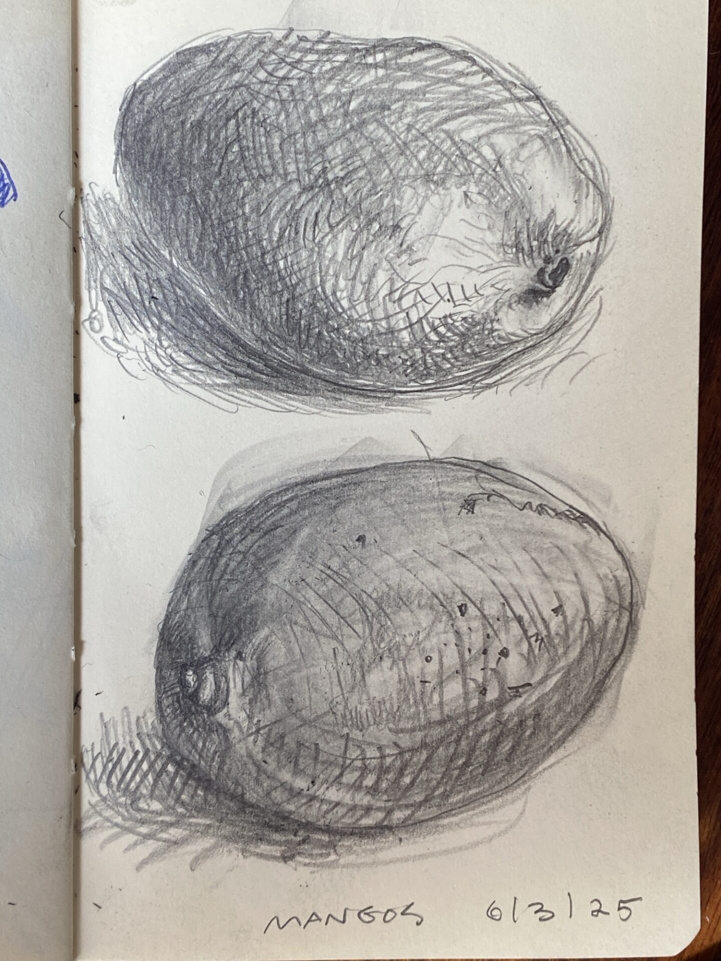 Mango sketches